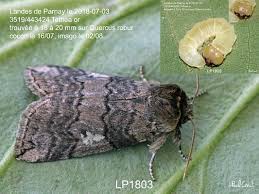 Attēlu rezultāti vaicājumam “Tethea or”