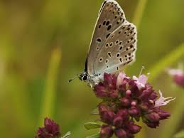Attēlu rezultāti vaicājumam “Phengaris arion upperside”