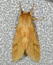 Attēlu rezultāti vaicājumam “Rhopalus maculatus imago”