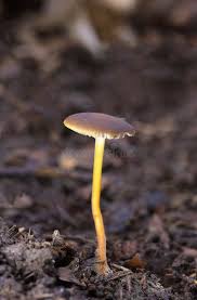 Attēlu rezultāti vaicājumam “Strobilurus esculentus”