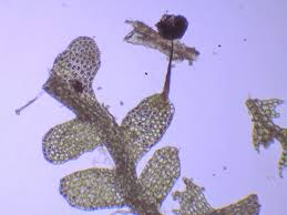 Attēlu rezultāti vaicājumam “Barbeyella minutissima”