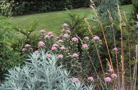 Attēlu rezultāti vaicājumam “Achillea salicifolia flower”