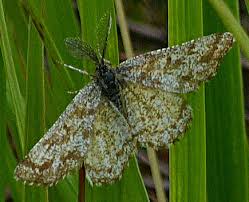 Attēlu rezultāti vaicājumam “Ematurga atomaria male”