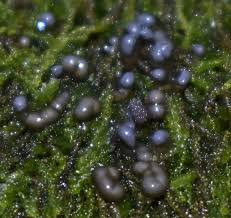 Attēlu rezultāti vaicājumam “Colloderma oculatum macro”