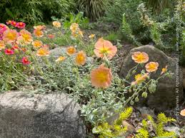 Attēlu rezultāti vaicājumam “Helianthemum x hybridum flower”