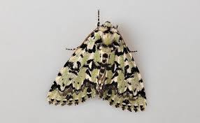 Attēlu rezultāti vaicājumam “Moma alpium”