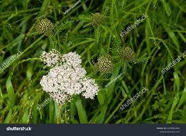Attēlu rezultāti vaicājumam “Achillea millefolium bud”
