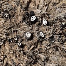 Attēlu rezultāti vaicājumam “Poronia punctata”