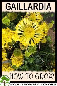 Image result for Gaillardia amblyodon