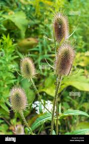 Attēlu rezultāti vaicājumam “Dipsacaceae”