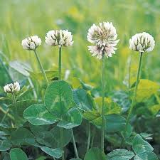 Attēlu rezultāti vaicājumam “Trifolium repens”