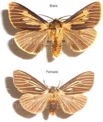 Attēlu rezultāti vaicājumam “Spilosoma lutea”