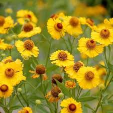 Attēlu rezultāti vaicājumam “Inula helenium flower”