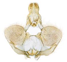 Attēlu rezultāti vaicājumam “Pandemis”