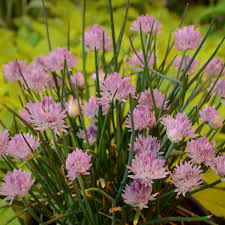 Image result for Allium schoenoprasum