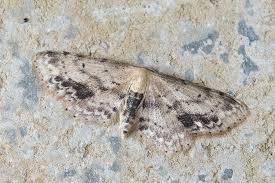 Attēlu rezultāti vaicājumam “Idaea dimidiata”