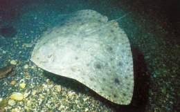 Image result for Gymnura micrura