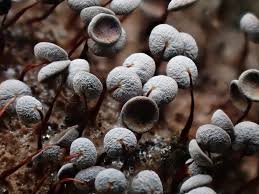 Attēlu rezultāti vaicājumam “Physarum pezizoideum macro”