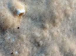 Attēlu rezultāti vaicājumam “Postia sericeomollis”