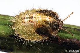 Attēlu rezultāti vaicājumam “Cribraria vulgaris”