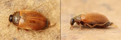 Attēlu rezultāti vaicājumam “Attagenus smirnovi”