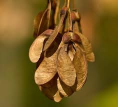 Attēlu rezultāti vaicājumam “Acer negundo fruit”