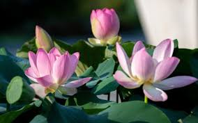 Attēlu rezultāti vaicājumam “Lotus sp. flower”