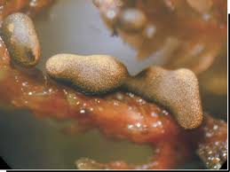 Attēlu rezultāti vaicājumam “Physarum pezizoideum macro”