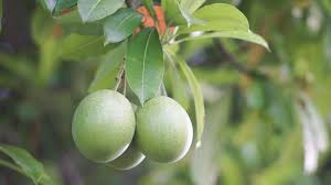 Attēlu rezultāti vaicājumam “Odontites vulgaris fruit”