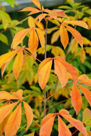 Attēlu rezultāti vaicājumam “Aesculus flava”