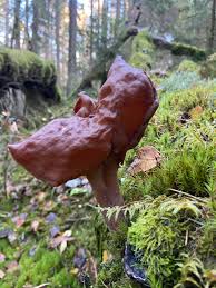 Attēlu rezultāti vaicājumam “Gyromitra infula”