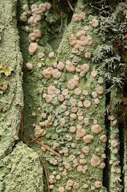 Attēlu rezultāti vaicājumam “Icmadophila ericetorum”