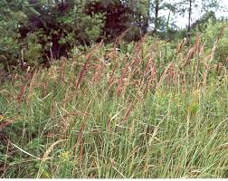 Attēlu rezultāti vaicājumam “Calamagrostis epigeios”