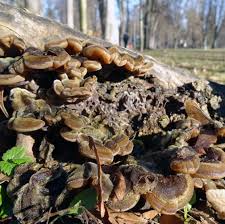 Attēlu rezultāti vaicājumam “Auricularia mesenterica”