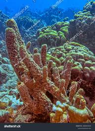 Attēlu rezultāti vaicājumam “Tubifera applanata”