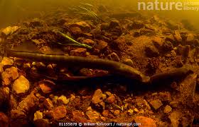 Image result for Lampetra fluviatilis