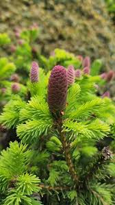 Attēlu rezultāti vaicājumam “Picea abies fo. virgata fruit”