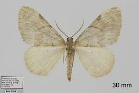 Attēlu rezultāti vaicājumam “Pennithera firmata”