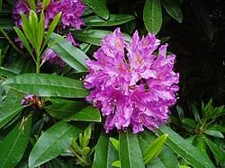 Attēlu rezultāti vaicājumam “rhododendron”