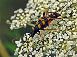 Attēlu rezultāti vaicājumam “Strangalia attenuata”