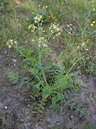 Attēlu rezultāti vaicājumam “Raphanus raphanistrum”