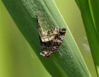 Attēlu rezultāti vaicājumam “Protodeltote pygarga”