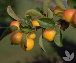 Attēlu rezultāti vaicājumam “Malus x zumi”