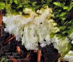 Attēlu rezultāti vaicājumam “Dentipellis fragilis”