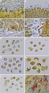 Attēlu rezultāti vaicājumam “Diderma testaceum spores”