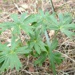 Attēlu rezultāti vaicājumam “Pulsatilla patens leaf”
