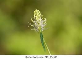 Attēlu rezultāti vaicājumam “Phyteuma spicatum flower”