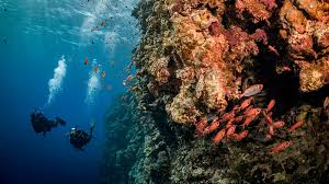 Image result for Three Seas Diving