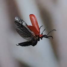 Attēlu rezultāti vaicājumam “Pyrochroidae imago”