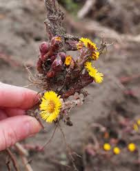 Attēlu rezultāti vaicājumam “Tussilago farfara flower”